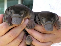 natureisthegreatestartist:  Say hello to a couple of baby platypi. Or do you say platypuses?