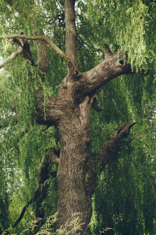 annapolisrose - weeping willow trunk