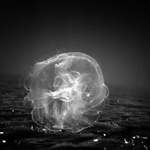 myampgoesto11: Black and white underwater photography by Hengki Koentjoro