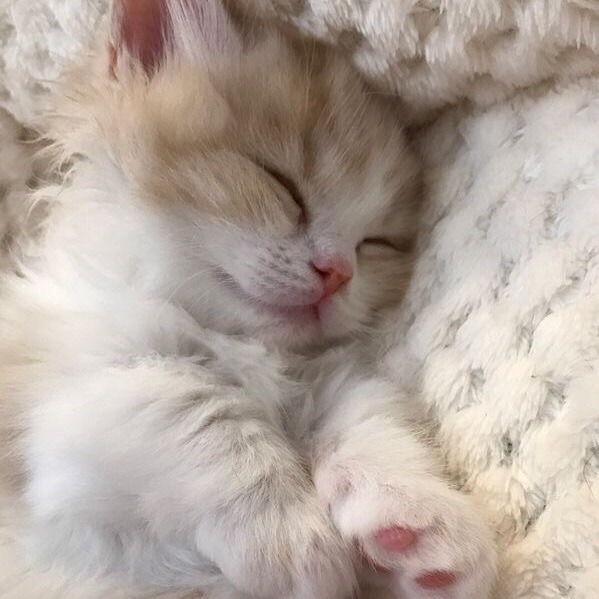 kittens-jpg:  S O F T 