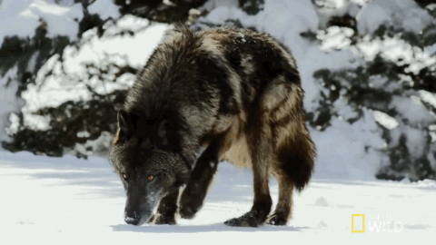 https://64.media.tumblr.com/4c1bd100c6bc2a426828d1d0aa359a95/tumblr_p0cwzrN7Go1shrn7zo1_500.gif