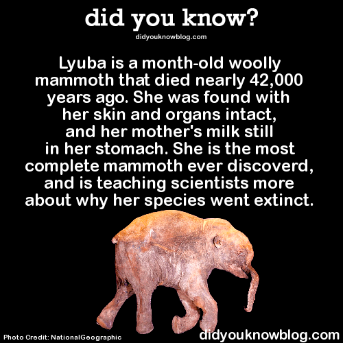 did-you-kno:  mammuthus.orgSource