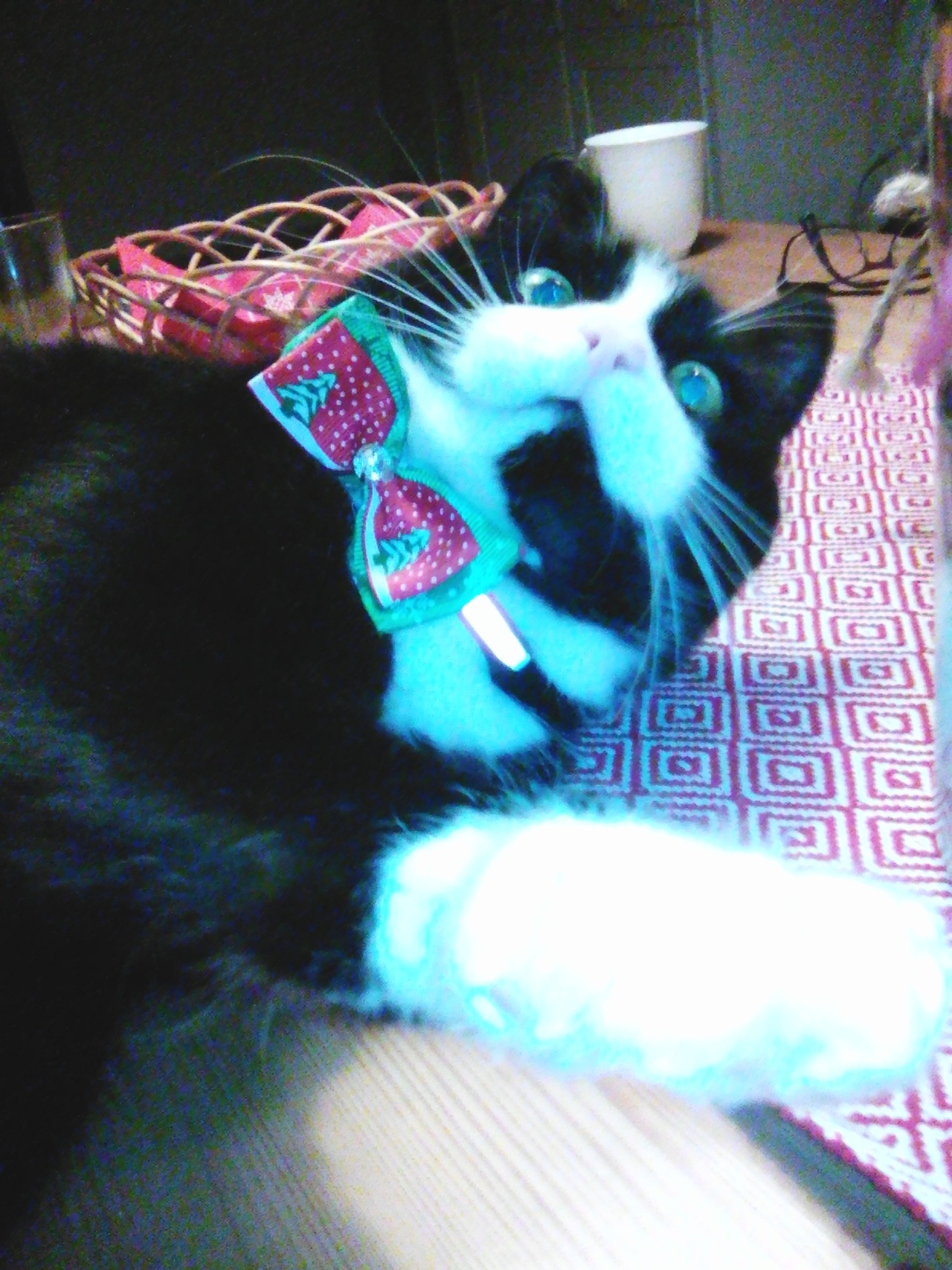 unflatteringcatselfies:  Holiday greetings from Muffin the Christmas derp!