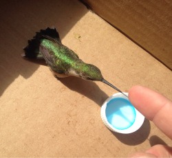 awwww-cute:  Injured hummingbird drinking