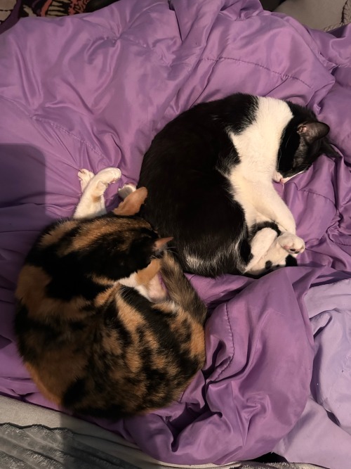 They Treat My Bed Like Its Theirs
