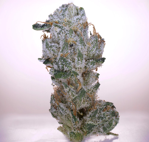 hotweedpics:  OG #18
