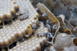 heiferinternational:  The stingless bees of Mexico’s Yucatán Peninsula are famous for more than their gentle dispositions. These ancient pollinators are prized for their healing honey and their deep connection to Mayan culture.Heifer has worked with