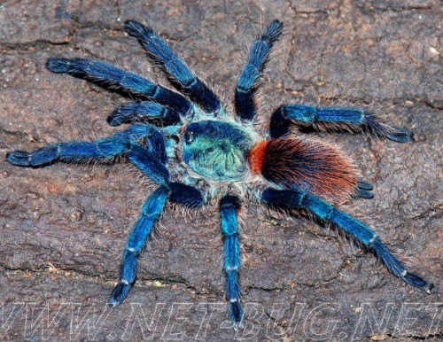 allcreatures-great-and-small:Brazillian Rainbow Dwarf Tarantula