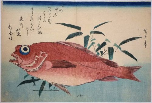 Akodai (Rockfish), Hiroshige, ca. 1840-42