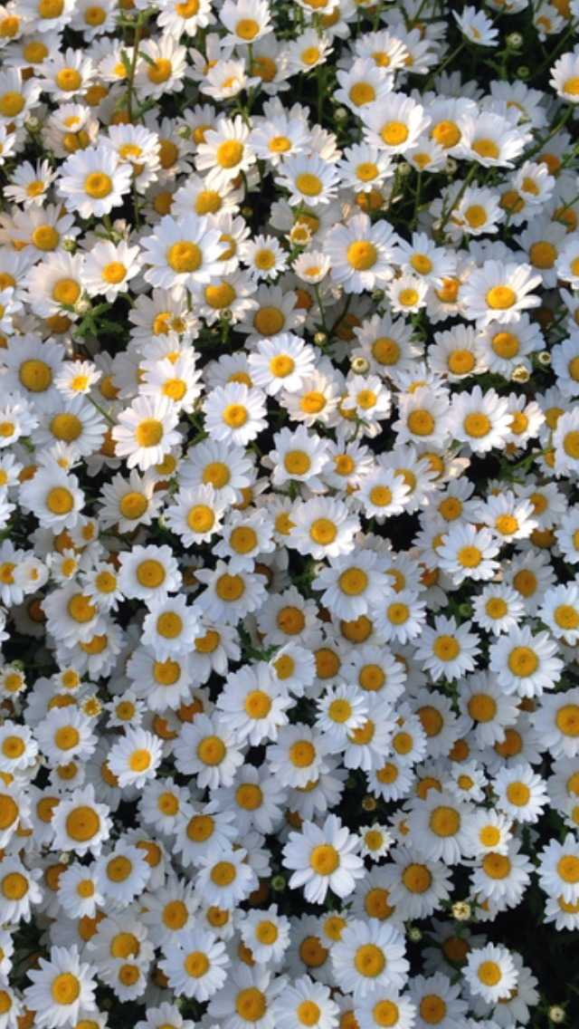 Daisy Flower Wallpaper Tumblr daisy flowers wallpaper | Tumblr