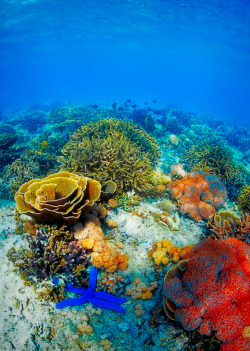 thelovelyseas:Colorful corals in the underwater