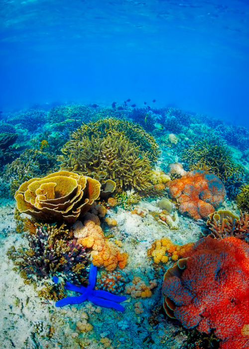 thelovelyseas:Colorful corals in the underwater landscape, Indonesia by Kjersti Busk Joergensen 
