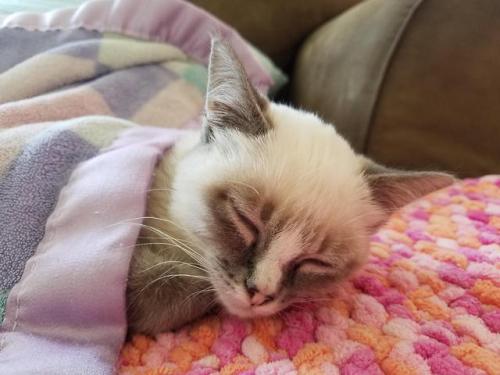 cutekittensarefun:Adopted her on Sunday. She couldn’t stop purring until she fell asleep.