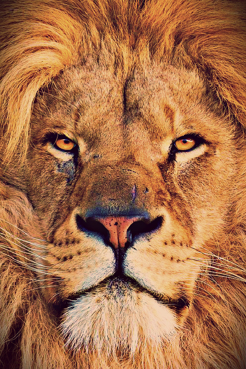 infamousgod:  Me? A bad hair day?! - by bigcatsphoto UK