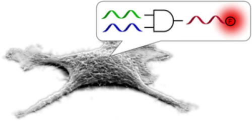 DNA Computing :: Calcolo a Base di DNA in Cellule Viventi