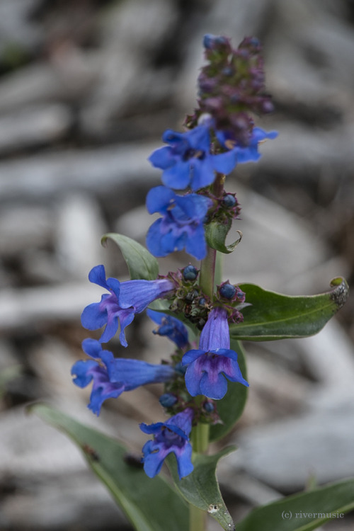 A gorgeous Blue Penstemon along the shore of Yellowstone Lake© riverwindphotography, July, 2019