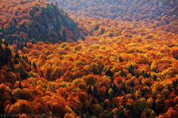 tulipnight:  Autumn Ocean by Evgeni Dinev