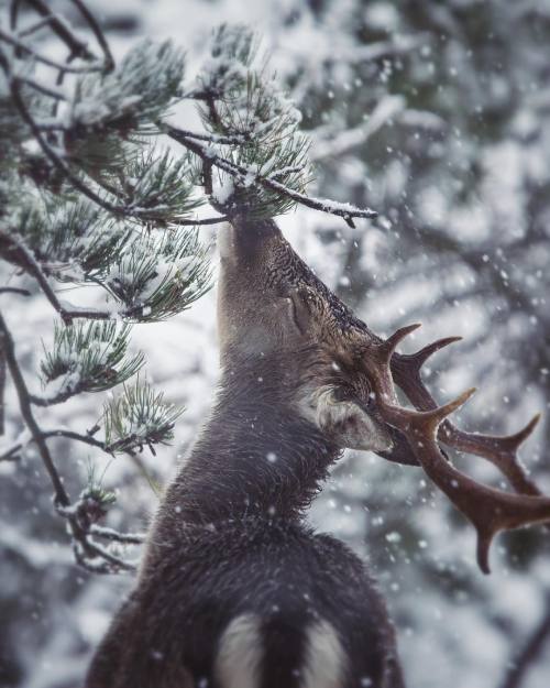 maureen2musings - Enjoy your pine cone ice cream my...