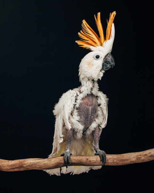 mothernaturenetwork: The heartbreaking world of captive exotic birdsThese powerful portraits will ma