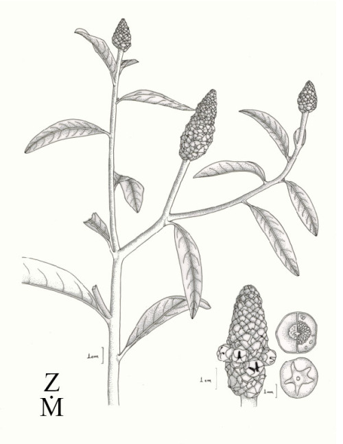 Sphenoclea zeylanica