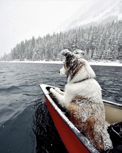 thefingerfuckingfemalefury:between-stars-and-waves:thefingerfuckingfemalefury:Adventure Doges!:-DGoi