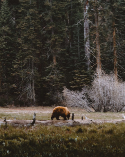 jasonincalifornia:   Black Bear Meadow  Instagram////Prints 