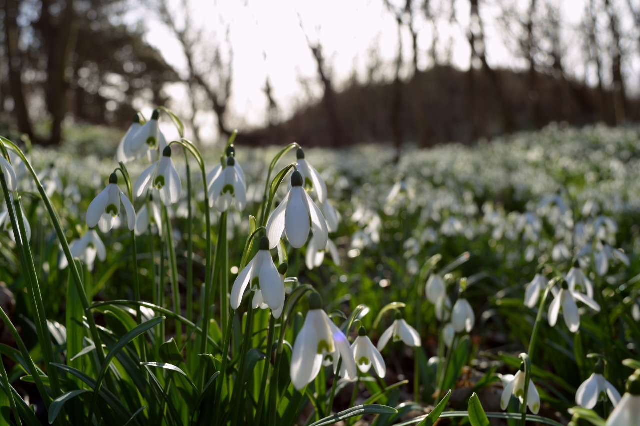 with-grace-and-yoghurt: I’ve Found A Magical Place Thousands, no, millions of snowdrops