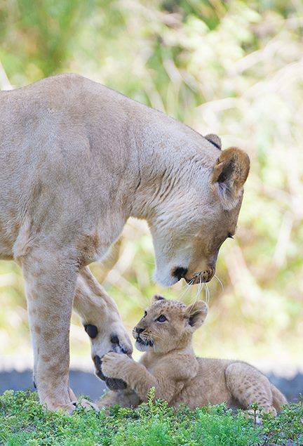zooborns:  Zoo Miami’s Lion Cub Makes His First Public Apearance  For the first time in Zoo Miami history, a Lioness and her cub went on public exhibit together. First-time mother Asha and her three month old male cub K’wasi thrilled zoo guests last