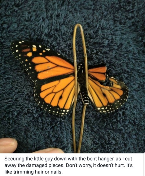 slytherinconservative: im-just-a-reaction: cinnaluna: This person…. fixes butterflies…