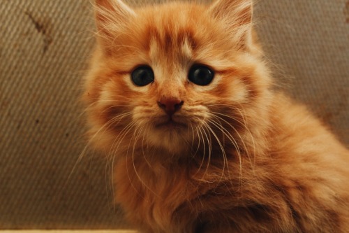 follypop:Yes…I took pictures of my friends kitten.