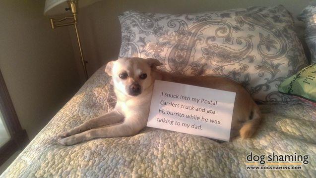 dogshaming:  I eat my weight in burrito, employee goes postal.  Meet Bella. The