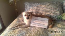 Dogshaming:  I Eat My Weight In Burrito, Employee Goes Postal.  Meet Bella. The