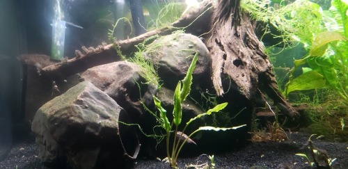 So the Java Moss has been growing at an impressive rate, once again managing to over-take over 60 pe