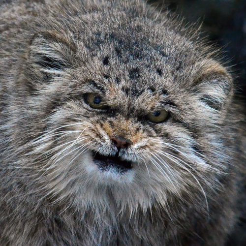 boredpanda:The Manul Cat Is The Most Expressive Cat In The World@little-brisk