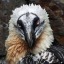 writingvultures
