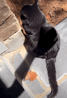 .🐈‍⬛