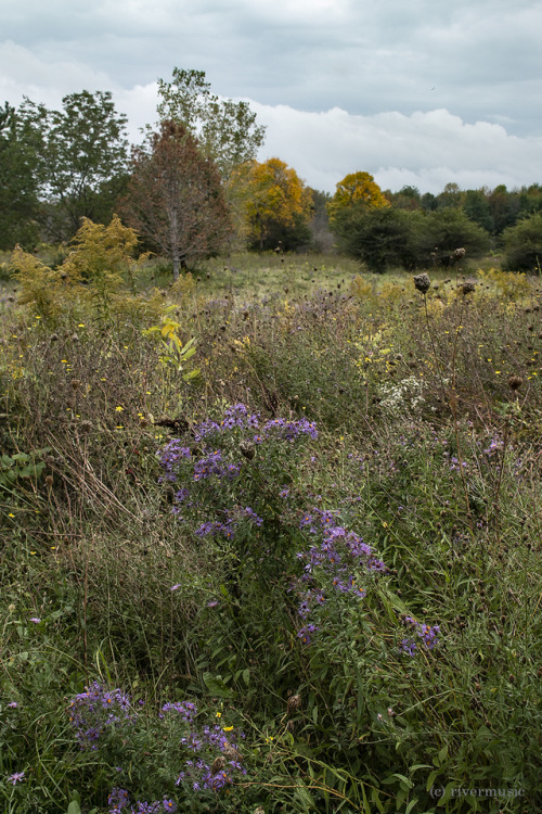 Fall colors of a farmer’s field, along an interstate, New York, USA&copy; riverwindphotogr