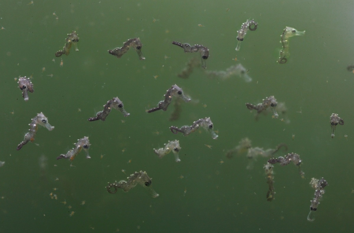 #TBT to 2009 and these one-week-old juvenile yellow seahorses behind the scenes of one of our previous special exhibitions, The Secret Lives of Seahorses!
See how our aquarists cared for the 19 different species of seahorses, sea dragons, pipefish...