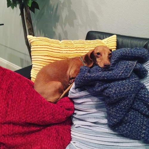 Princess Mini #rockyandmini #mini #stevieshae #stevieshaex #dachshund #dachshundsofinstagram
