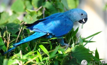 moonymango:  Yo, you guys remember Rio from Blue Sky Studios (Happy Feet, The Peanuts Movie)? Y’know, that movie about a Spix’s Macaw that believes to be the last of his kind? And then finds out that he isn’t? And proceeds to find friends, have