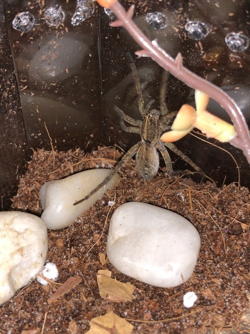 Tigrosa helluo, WC wolf spider from Pennsylvania, climbing in their new enclosure.