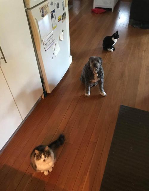 Social Distancing Queue in the Kitchen…