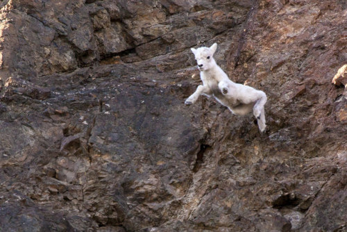 vurtual: Dall Sheep and Newborn Lamb (by Daniel Leifheit)