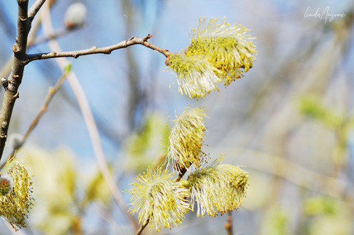 catkins