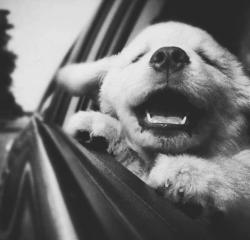 cute puppy! <3 | via Tumblr en We Heart