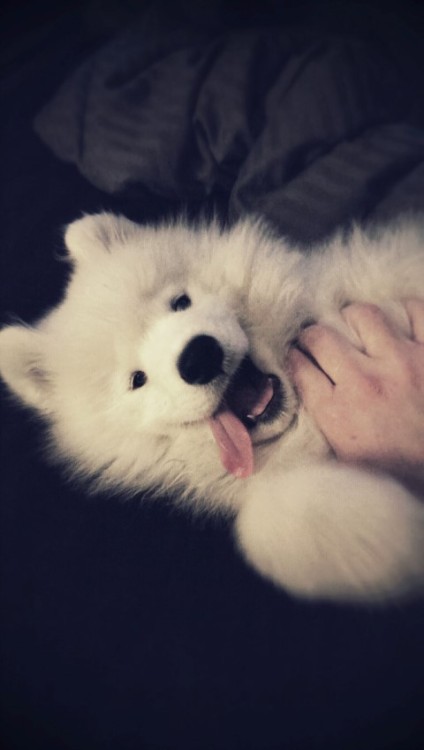 skookumthesamoyed:  makochantachibanana:  restlesslyaspiring:  cuteness-daily:  This is yet another Samoyed Appreciation Post. Because why not? They are just the cutest litte balls of floof! I want 5000 of them!   FLUFFS  FLOOF FLOOF   That last one