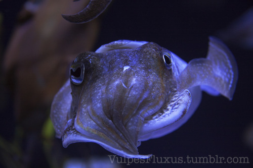vulpesfluxus:  vulpesfluxus:  Cuttle Fish. They are my favourite cephalopod. So adorable. I love how