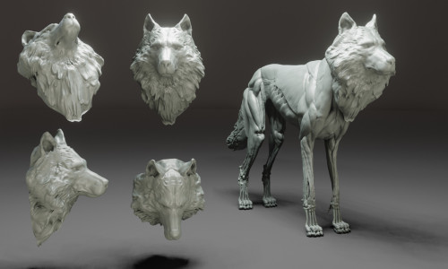 Are you interested to learn anatomy in a fun and easy way?This is a full-body wolf ecorchet that all