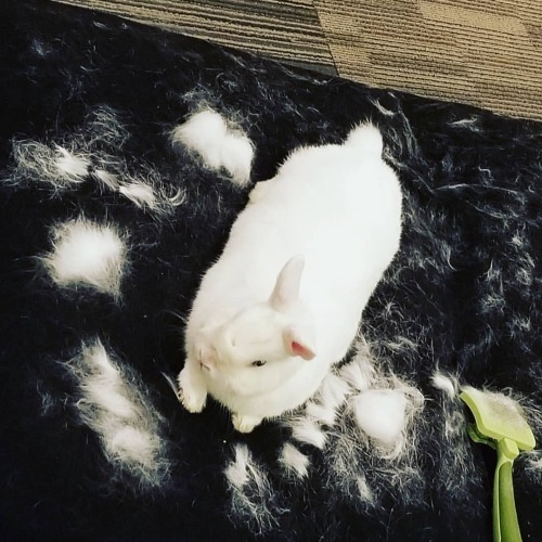 Molting season!#bunniesoftheworld #bunniestagram  #bunnies #cutebunnies #cute #housebunnies #bunnies