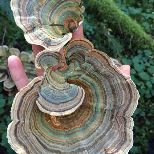 k-h0l3-k4rd45h14n:Turkey tail mushroom